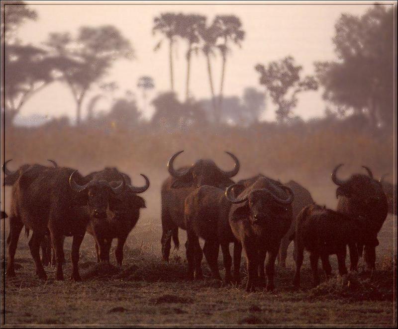 Cape Buffalo herd (Syncerus caffer caffer) {!--아프리카물소-->; DISPLAY FULL IMAGE.