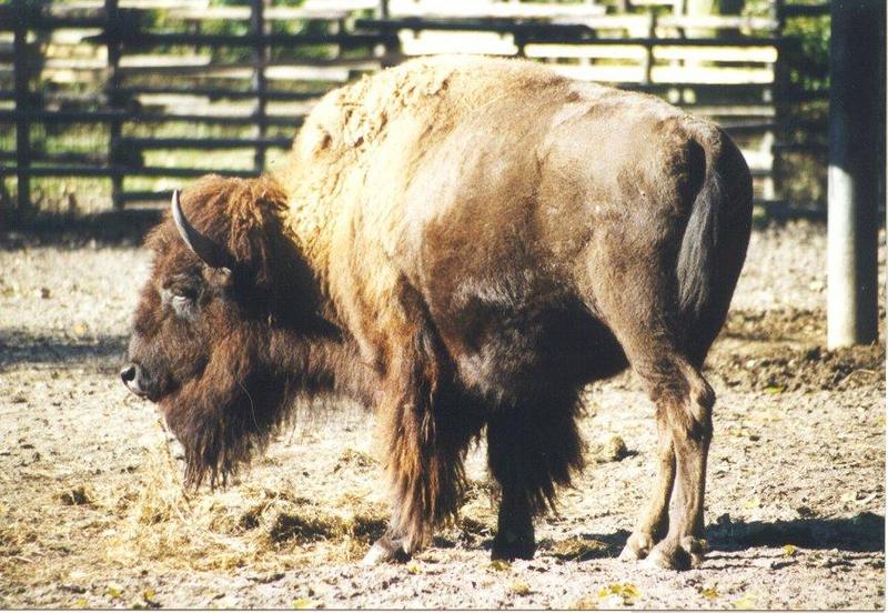 American Bison (Bison bison) {!--아메리카들소-->; DISPLAY FULL IMAGE.
