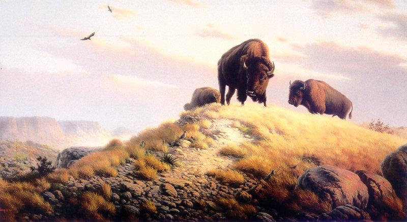 [Animal Art - Dalhart Windberg] American Bison herd (Bison bison) {!--아메리카들소-->; DISPLAY FULL IMAGE.