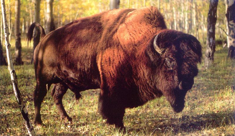 American Bison / Plains bison (Bison bison bison); DISPLAY FULL IMAGE.