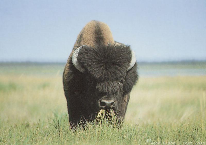 American Bison (Bison bison) {!--아메리카들소--> - Canada; DISPLAY FULL IMAGE.