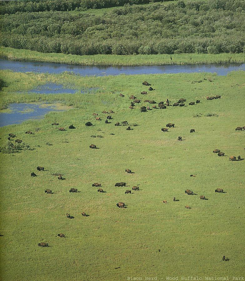 American Bison herd (Bison bison) {!--아메리카들소--> - Canada; DISPLAY FULL IMAGE.