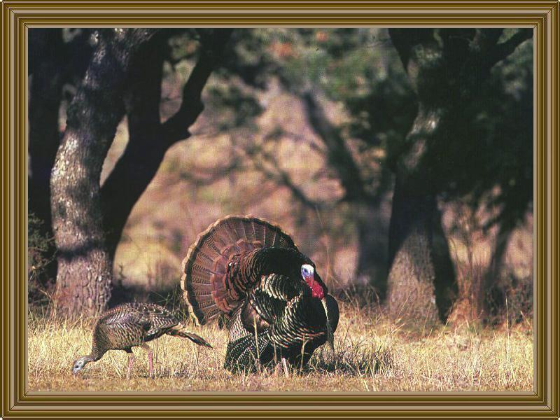 Wild Turkeys (Meleagris gallopavo) {!--야생칠면조--> pair; DISPLAY FULL IMAGE.
