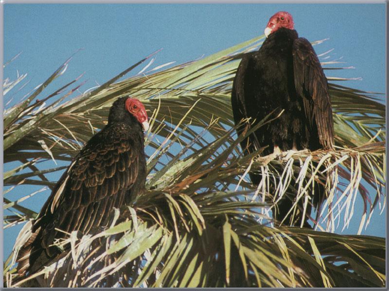 Turkey Vultures (Cathartes aura) {!--칠면조수리-->; DISPLAY FULL IMAGE.