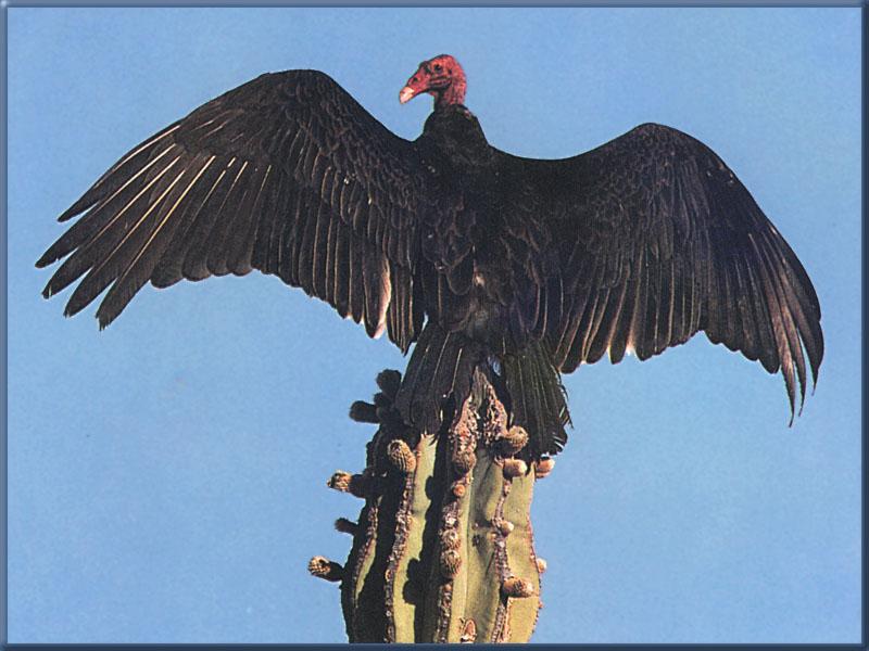 Turkey Vulture (Cathartes aura) {!--칠면조수리-->; DISPLAY FULL IMAGE.