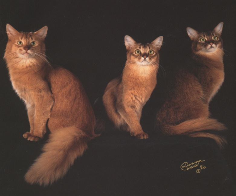 Domestic Cat (Felis silvestris catus) - Abyssinian trio {!--고양이-아비시니안 품종-->; DISPLAY FULL IMAGE.