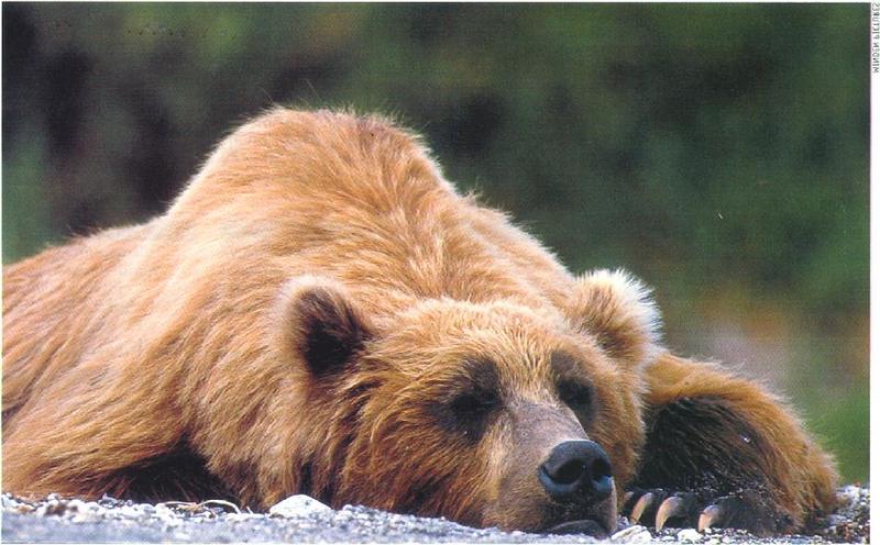 Brown Bear (Ursus arctos) {!--북아메리카 불곰-->; DISPLAY FULL IMAGE.