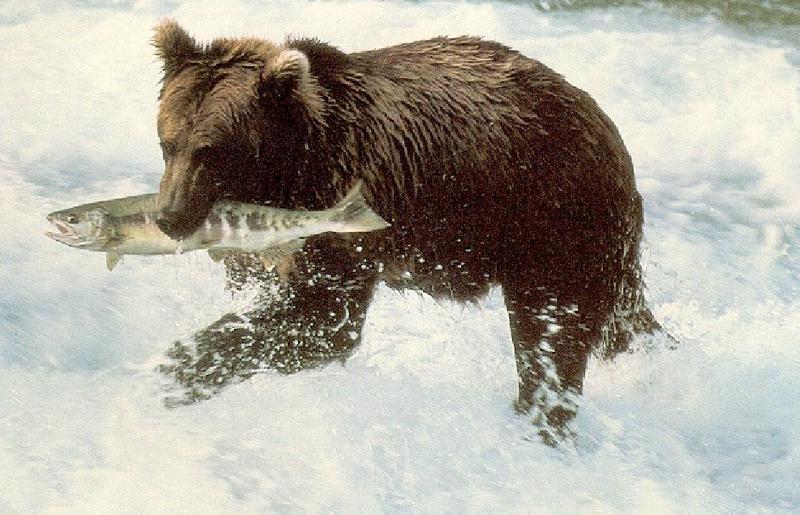 Brown Bear (Ursus arctos) {!--북아메리카 불곰-->; DISPLAY FULL IMAGE.