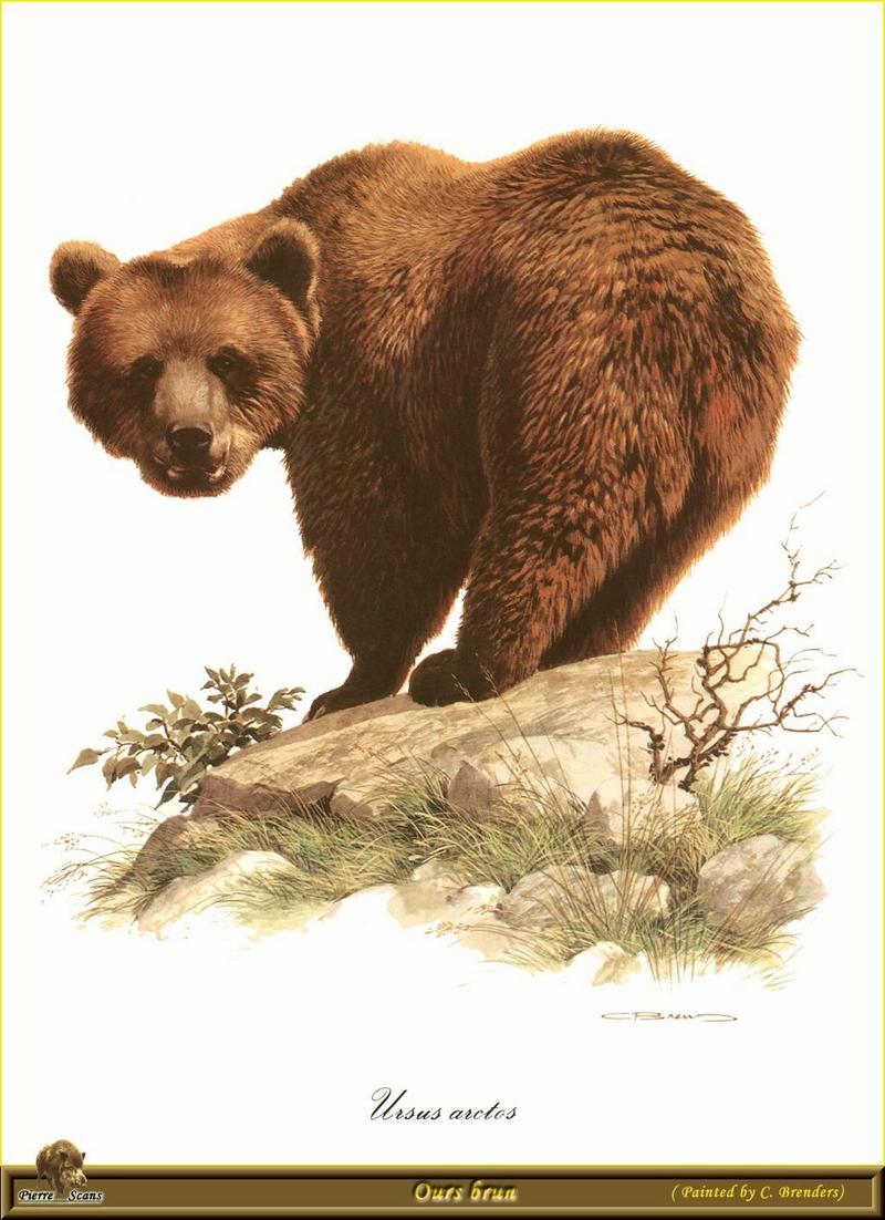 [Animal Art - Carl Brenders] Brown Bear (Ursus arctos) {!--북아메리카 불곰-->; DISPLAY FULL IMAGE.