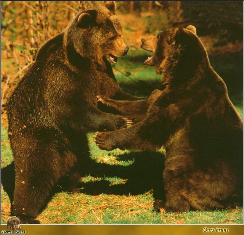 Brown Bears (Ursus arctos) {!--북아메리카 불곰-->; DISPLAY FULL IMAGE.