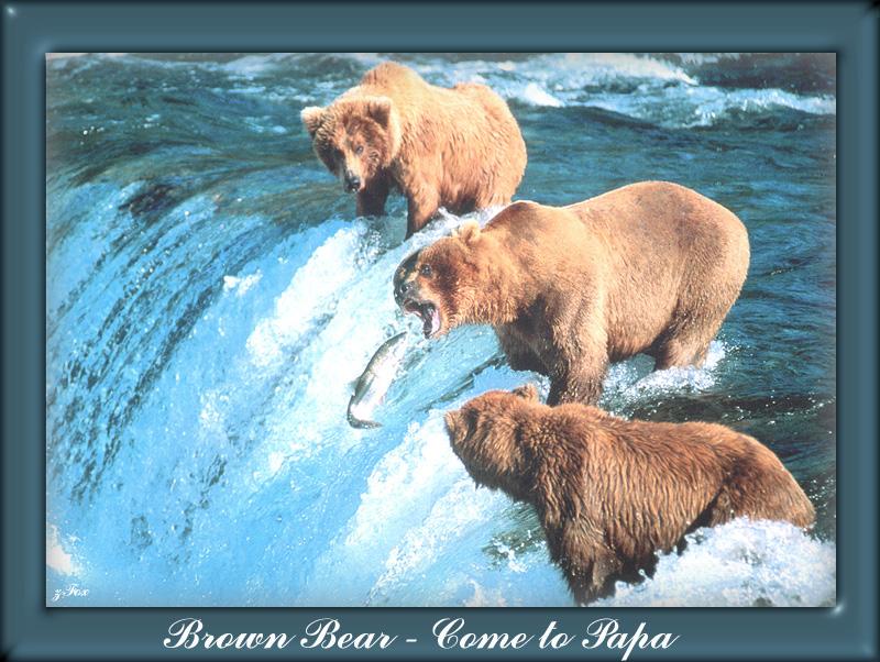 Brown Bears (Ursus arctos) {!--북아메리카 불곰-->; DISPLAY FULL IMAGE.