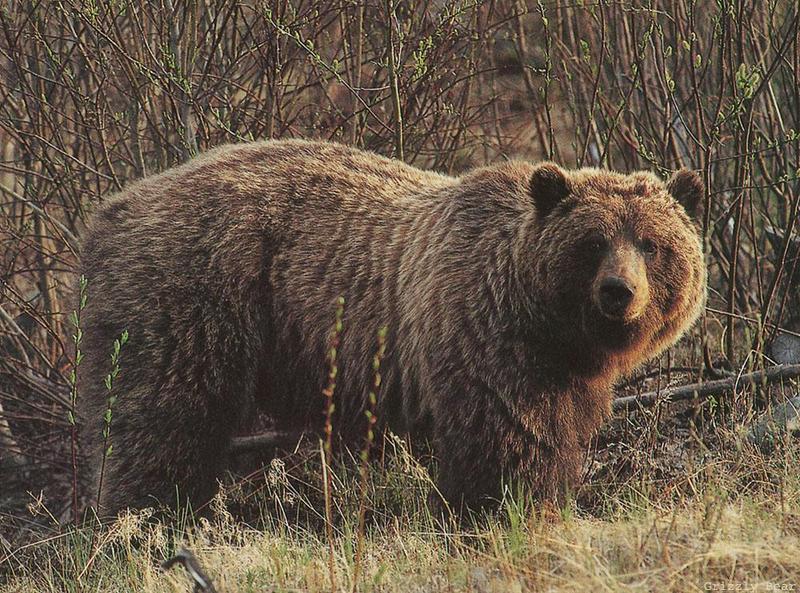 Grizzly Bear (Ursus arctos horribilis) {!--회색곰(불곰 아종)-->; DISPLAY FULL IMAGE.