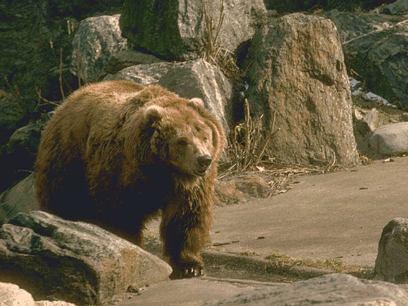 Grizzly Bear (Ursus arctos horribilis) {!--회색곰(불곰 아종)-->; DISPLAY FULL IMAGE.