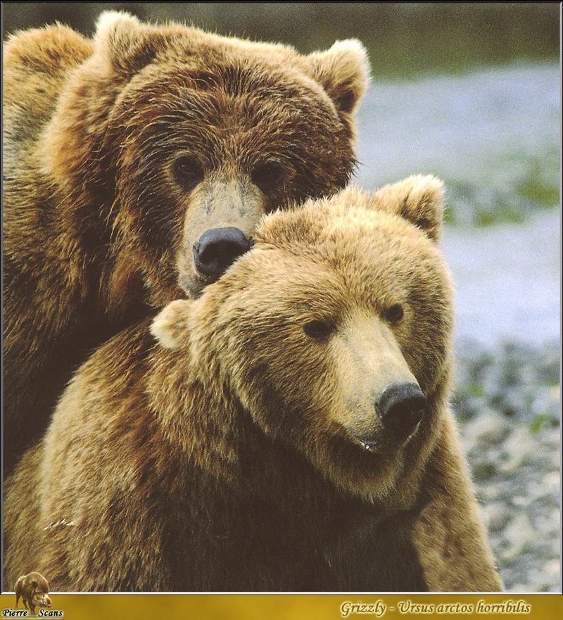Grizzly Bears (Ursus arctos horribilis) {!--회색곰(불곰 아종)-->; DISPLAY FULL IMAGE.