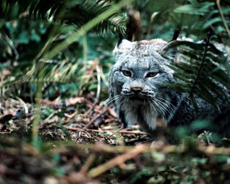 Canadian Lynx - Lynx canadensis; DISPLAY FULL IMAGE.
