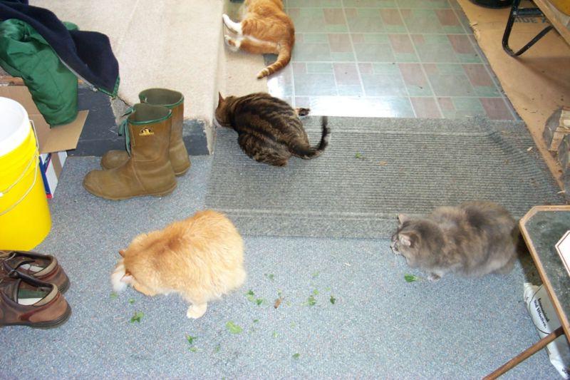 Feral Cats (Felis silvestris catus) {!--고양이-->; DISPLAY FULL IMAGE.