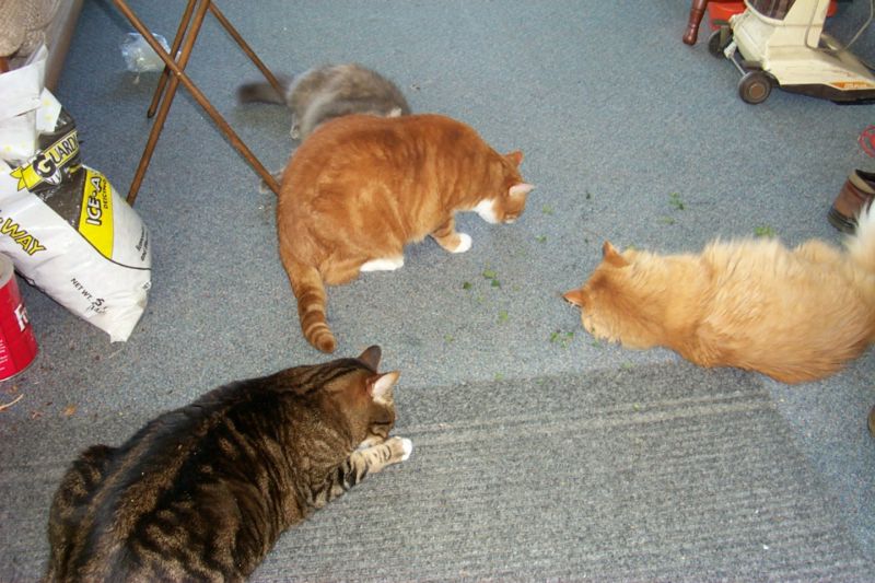 Feral Cats (Felis silvestris catus) {!--고양이-->; DISPLAY FULL IMAGE.