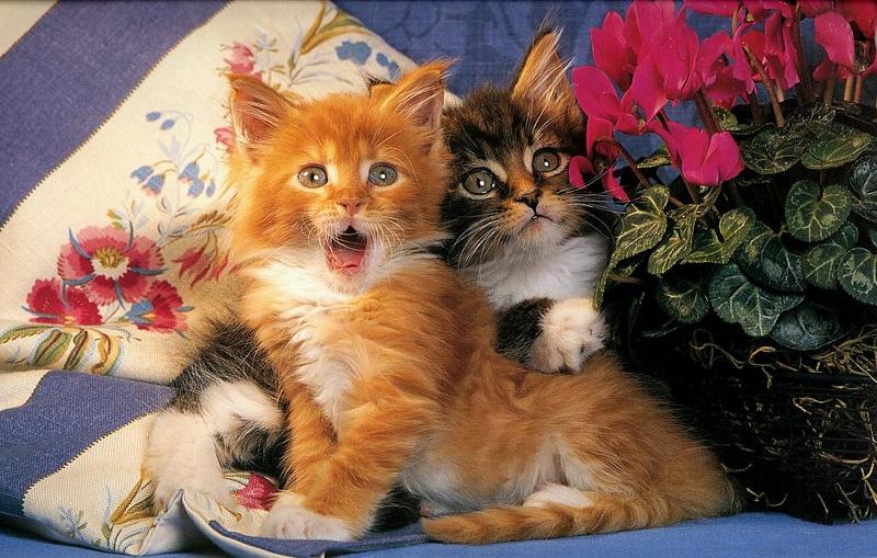 Feral Cats (Felis silvestris catus) {!--고양이--> - kittens; DISPLAY FULL IMAGE.