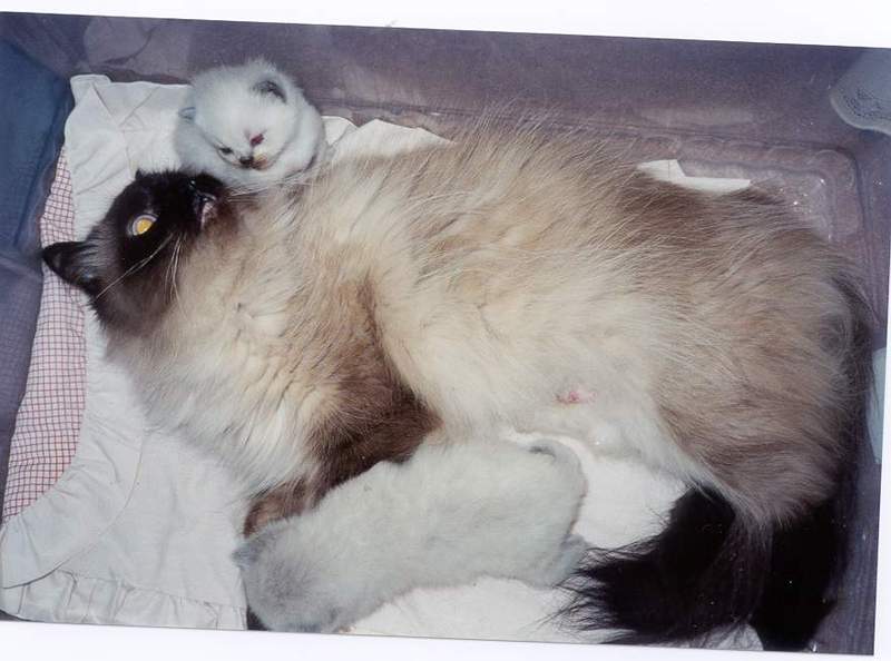 Feral Cats (Felis silvestris catus) {!--고양이--> - kittens; DISPLAY FULL IMAGE.