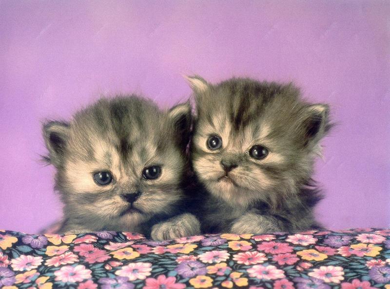 Feral Cat kittens (Felis silvestris catus) {!--고양이-->; DISPLAY FULL IMAGE.