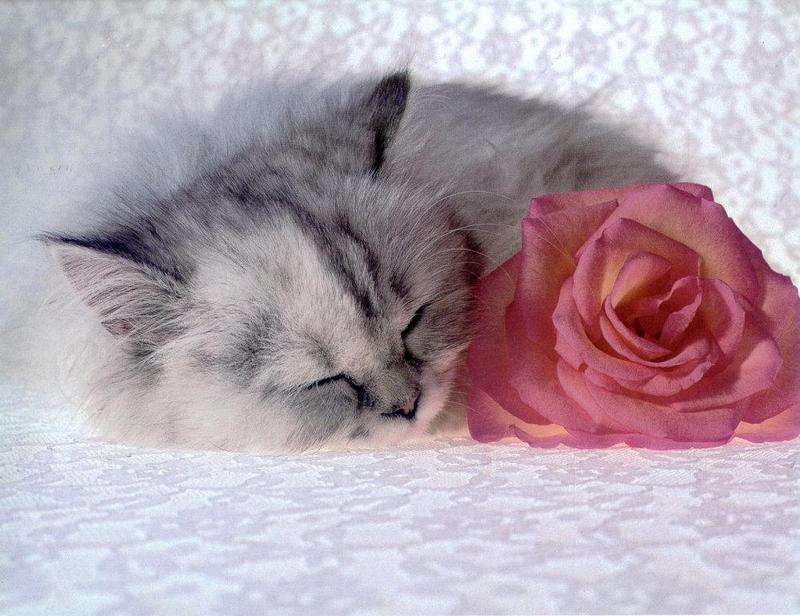 Feral Cat kitten (Felis silvestris catus) {!--고양이-->; DISPLAY FULL IMAGE.