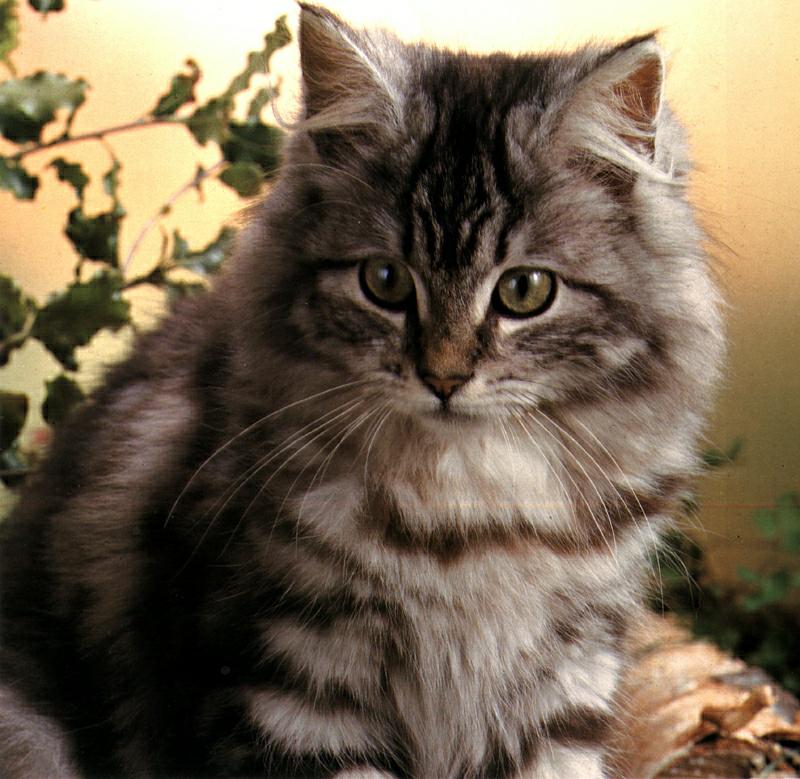 Feral Cat (Felis silvestris catus) {!--고양이-->; DISPLAY FULL IMAGE.