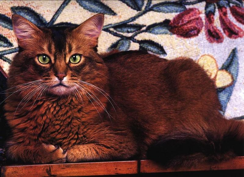 Feral Cat (Felis silvestris catus) {!--고양이-->; DISPLAY FULL IMAGE.