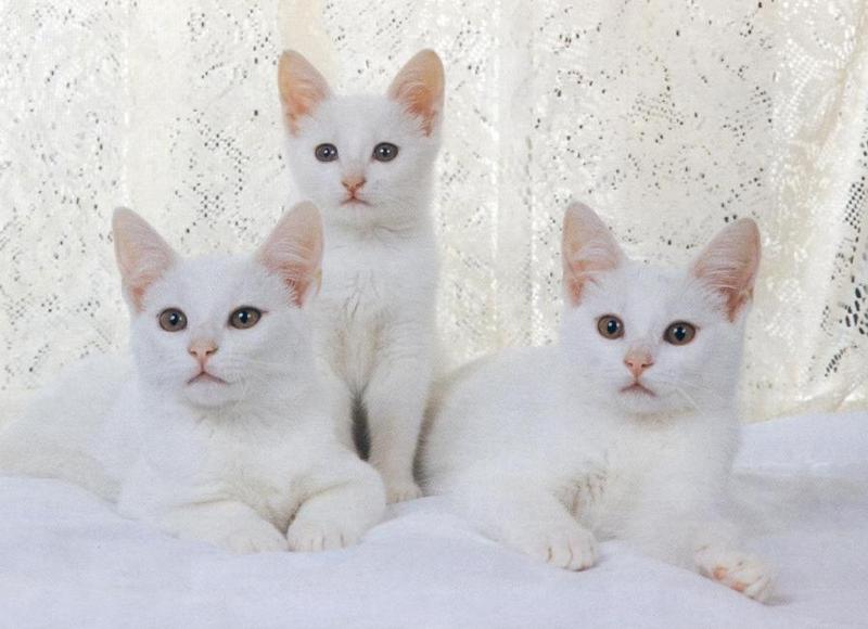 White Feral Cats (Felis silvestris catus) {!--흰고양이,백묘(白猫)-->; DISPLAY FULL IMAGE.