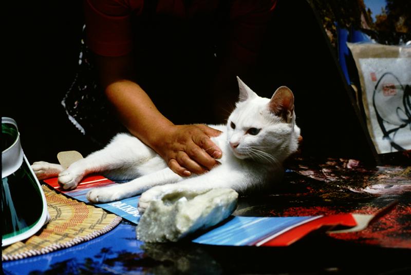 White Feral Cat (Felis silvestris catus) {!--흰고양이,백묘(白猫)-->; DISPLAY FULL IMAGE.