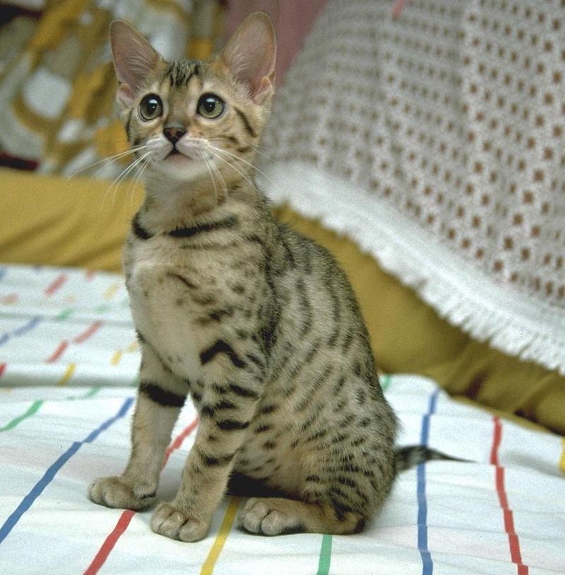 Feral Cat - Bengal kitten (Felis silvestris catus) {!--고양이,벵골 품종-->; DISPLAY FULL IMAGE.