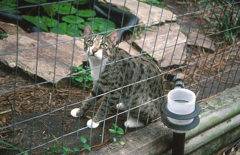 Feral Cat - Bengal (Felis silvestris catus) {!--고양이,벵골 품종-->; DISPLAY FULL IMAGE.