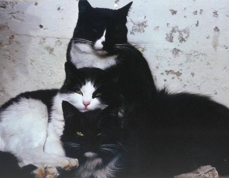 Black&White Feral Cats (Felis silvestris catus) {!--고양이-->; DISPLAY FULL IMAGE.