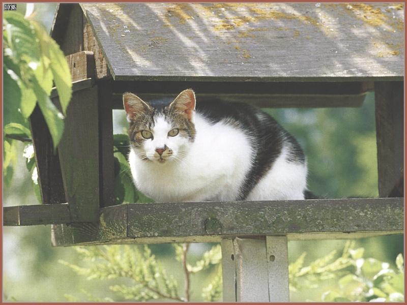 Black&White Feral Cat kitten (Felis silvestris catus) {!--고양이-->; DISPLAY FULL IMAGE.