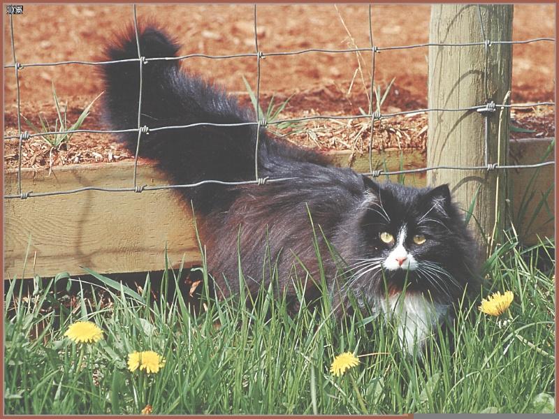 Black&White Feral Cat kitten (Felis silvestris catus) {!--고양이-->; DISPLAY FULL IMAGE.