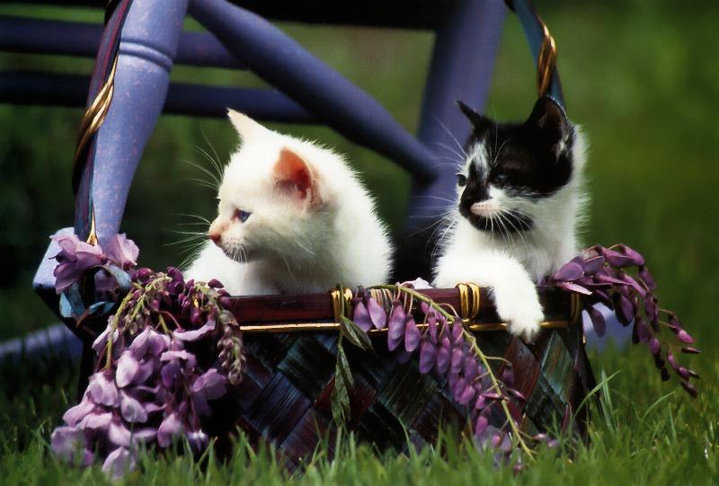 Black&White Feral Cat (Felis silvestris catus) {!--고양이-->; DISPLAY FULL IMAGE.