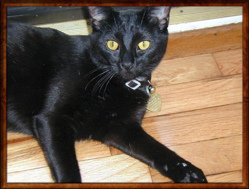 Black Feral Cat (Felis silvestris catus) {!--고양이,흑묘(黑猫)-->; DISPLAY FULL IMAGE.