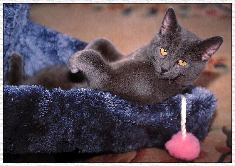 Blue Feral Cat (Felis silvestris catus) {!--고양이,청묘(靑猫)-->; DISPLAY FULL IMAGE.