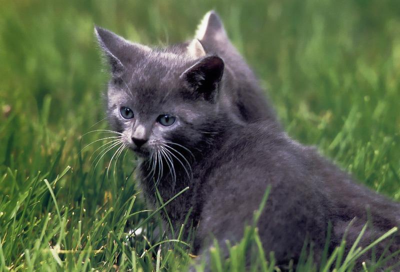 Blue Feral Cats (Felis silvestris catus) {!--고양이,청묘(靑猫)-->; DISPLAY FULL IMAGE.
