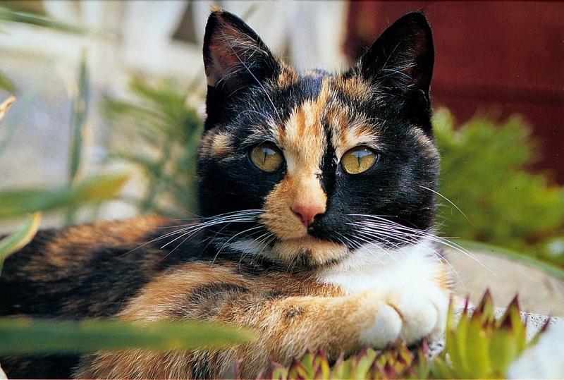 Feral Cat - Calico (Felis silvestris catus) {!--고양이,칼리코 품종-->; DISPLAY FULL IMAGE.