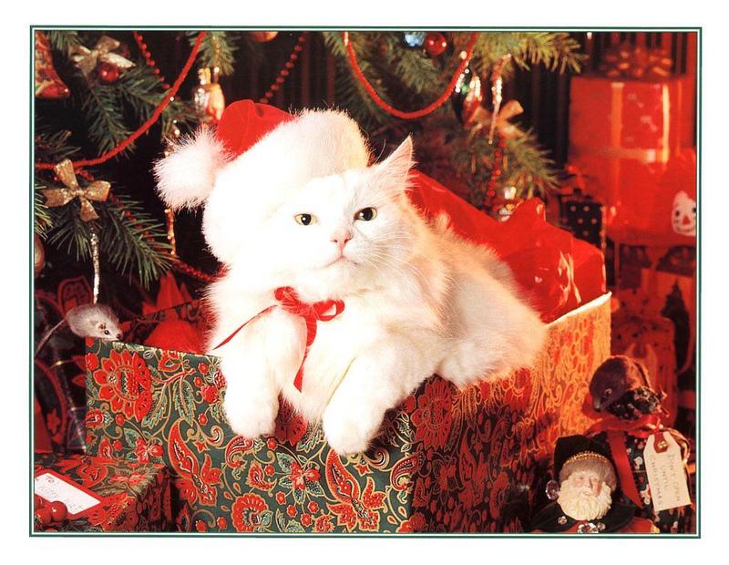 Christmas Feral Cat (Felis silvestris catus) {!--고양이,백묘-->; DISPLAY FULL IMAGE.