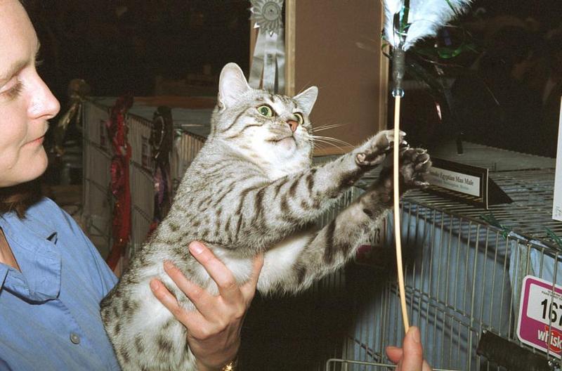 Feral Cat - Egyptian Mau (Felis silvestris catus) {!--고양이,이집션마우 품종-->; DISPLAY FULL IMAGE.