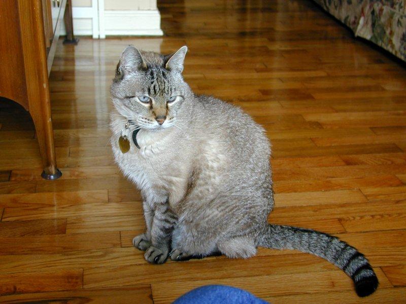 Grey Feral Cat (Felis silvestris catus) {!--고양이-->; DISPLAY FULL IMAGE.