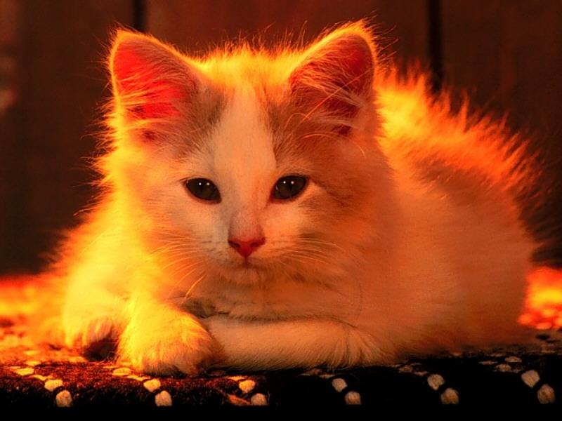 Feral Cat - kitten (Felis silvestris catus) {!--고양이-->; DISPLAY FULL IMAGE.