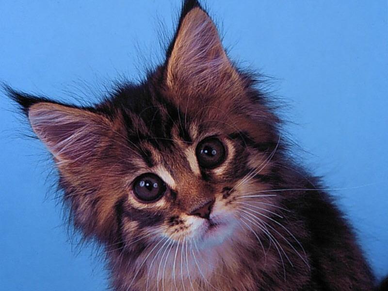 Feral Cat - Maine Coon kitten (Felis silvestris catus) {!--고양이,메인쿤 품종-->; DISPLAY FULL IMAGE.