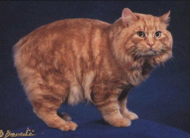 Feral Cat - Manx (Felis silvestris catus) {!--고양이,맹크스 품종-->; Image ONLY