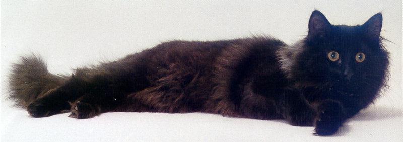 Feral Cat - Norwegian Forest Cat (Felis silvestris catus) {!--고양이,노르웨이숲고양이 품종-->; DISPLAY FULL IMAGE.