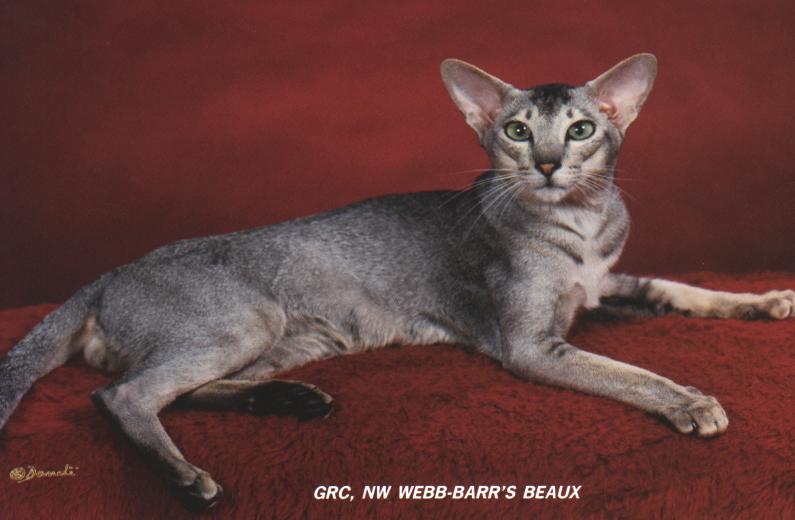 Feral Cat - Oriental Shorthair (Felis silvestris catus) {!--고양이,오리엔탈숏헤어 품종-->; DISPLAY FULL IMAGE.