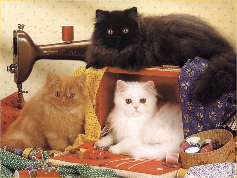 Feral Cats - Persian (Felis silvestris catus) {!--고양이,페르시안 품종-->; DISPLAY FULL IMAGE.