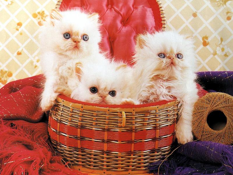 Feral Cat - Persian kittens (Felis silvestris catus) {!--고양이,페르시안 품종-->; DISPLAY FULL IMAGE.