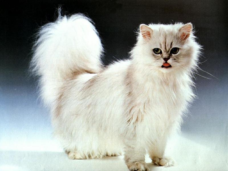 Feral Cat - Persian (Felis silvestris catus) {!--고양이,페르시안 품종-->; DISPLAY FULL IMAGE.